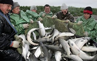 阿拉斯加海水酸化快  恐影響漁業資源