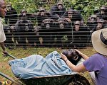 王華：猩猩都為同伴送葬 我們咋不呢？