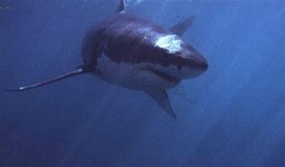 大白鲨爱在“白鲨咖啡厅”寻找伴侣