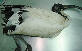 罕見的野鳥死亡   解剖探討死因