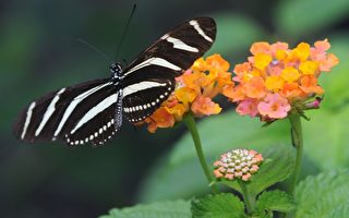 组图：五彩缤纷的波哥大植物园蝴蝶展