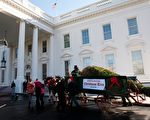 白宫迎来一年一度圣诞树