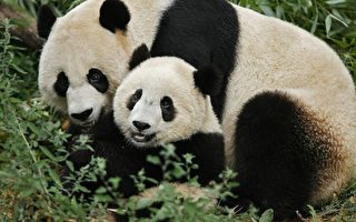 美國家動物園大熊貓泰山將返中國