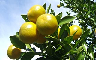 佛州柑橘大幅减产恐影响全美消费者