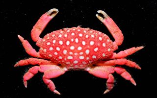 台垦丁海域发现世界新种螃蟹 活像草莓