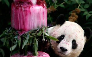 国家动物园拟为熊猫泰山办惜别会