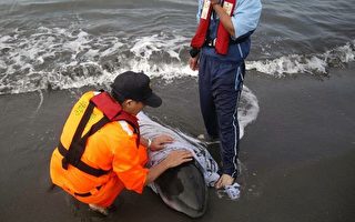 幼侏儒抹香鲸搁浅永安海边 研究中心疗愈