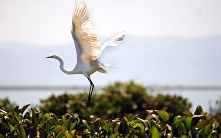 组图：圣萨尔瓦多苏奇兰湖之候鸟生态