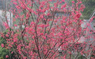 新竹公园樱花盛开 赏樱活动九日举行