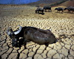 西南重旱持续 九成作物受灾 逾千万人饮水难