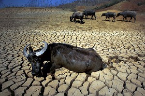 造紙和水電開發破壞生態導致雲南大旱