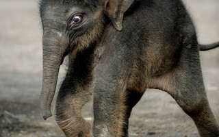 悉尼動物園奇蹟存活小象取名「奇蹟」