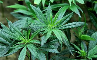 「大麻合法化」議案登上加州普選選票