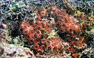 柴山海域 發現新特有種珊瑚