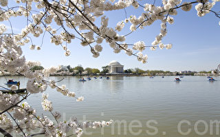 组图：美国首府华盛顿樱花灿烂