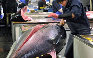 日東京市場鮪魚交易區  暫禁觀光客參訪