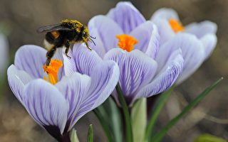 蜜蜂数量持续锐减 确切原因仍成迷