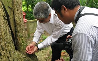 专家会诊  抢救750年老樟树