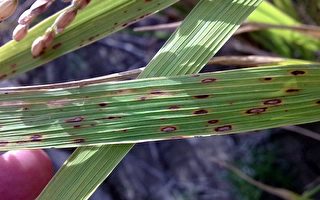 稻熱病流行期  花蓮稻作受害