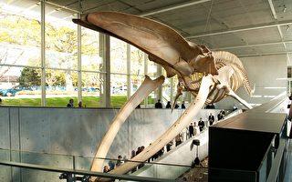 UBC博物馆预展最大蓝鲸骨架