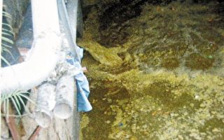 10噸糞便入深圳最大水庫 影響千萬人飲水