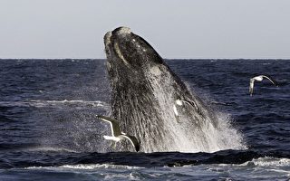 鯨魚能發出一種神秘低音 可遠播200米