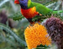 澳洲百隻彩虹鸚鵡 狀似醉酒摔下樹