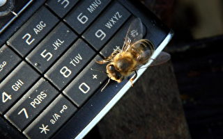 研究证明蜜蜂数量减少和手机有关