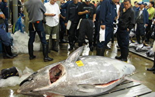 日本超大黑鮪魚  24年來首見