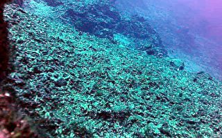 兰屿珊瑚礁重损　莫拉克惹祸