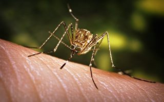 馬州蚊子對西尼羅病毒呈陽性反應