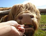 苏格兰 追寻喜感的高地牛