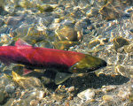 大溫哥華三文魚失而復得  回游創百年記錄