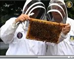 英國養蜂人發現能抵禦蟲害的蜜蜂