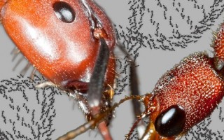 螞蟻基因圖譜首次完成繪製 有助瞭解人類老化