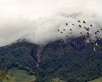 9月3日清晨,印尼北苏门答腊省的锡纳朋火山第三次喷发,规模比前两次更大,目前尚无人员伤亡和财产损失的报导。(图片来源:SUTANTA ADITYA/ AFP)