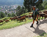 组图：巴伐利亚欢庆“牛羊辞山节”
