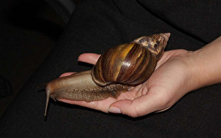 杜勒斯机场查获吃农作物巨型蜗牛