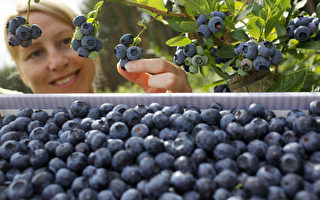 蓝莓有益健康的九大功效