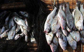 食用不新鮮魚類導致組織胺食物中毒