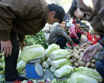 大陆蔬菜价格跌至低谷 有菜农放弃收割