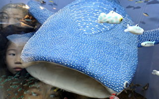 糖果水族馆 糖果鲸鲨二米长！