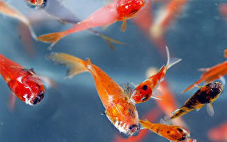 泡“鱼温泉”被鱼吃治皮肤病！
