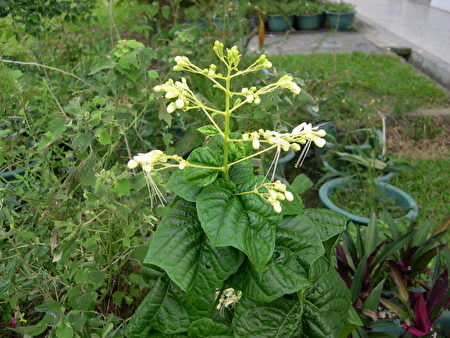 白龙船花(许凤真/大纪元)