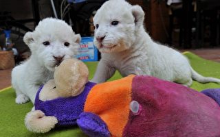 德野生動物園白獅剖腹產下罕見雙胞胎
