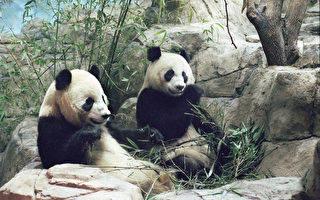 熊貓夫婦可望續留美國家動物園