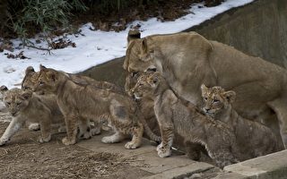 组图：美国家动物园新添7只幼狮