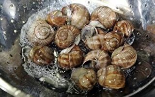 法国人吃蜗牛养蜗牛