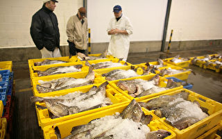 维州研究生提出以社区为基础的渔业