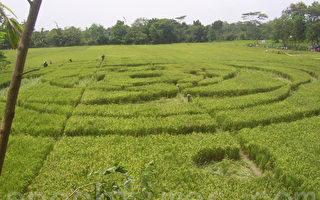媲美麦田圈 印尼首现神秘“稻田圈”